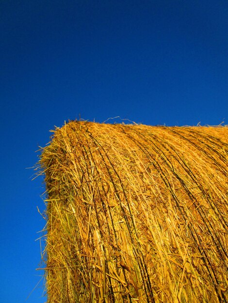 Vue à faible angle d'un champ agricole sur un ciel bleu clair