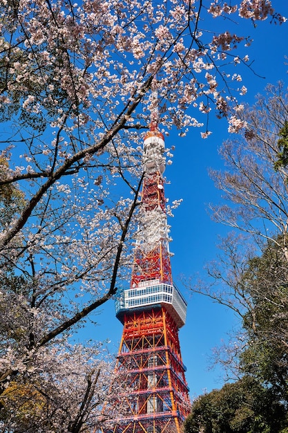 Photo vue à faible angle du cerisier contre le ciel bleu