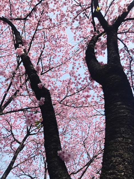 Photo vue à faible angle du cerisier contre le ciel