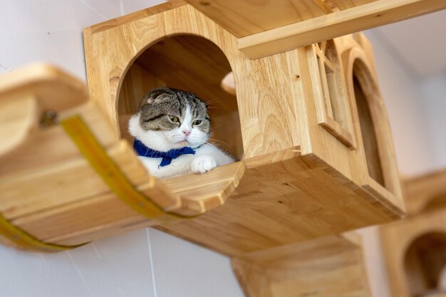 Photo vue à faible angle du chat assis dans une maison en bois