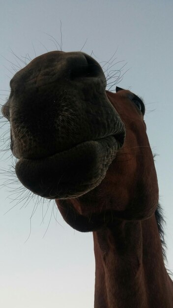 Photo vue à faible angle du cheval brun sur un ciel clair