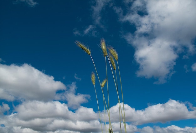 Vue à faible angle du ciel nuageux