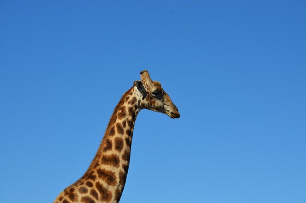 Photo vue à faible angle du lézard contre un ciel bleu clair