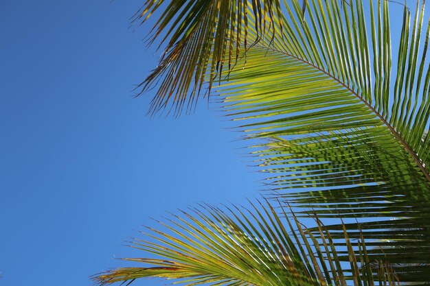 Vue à faible angle du palmier sur un ciel bleu clair
