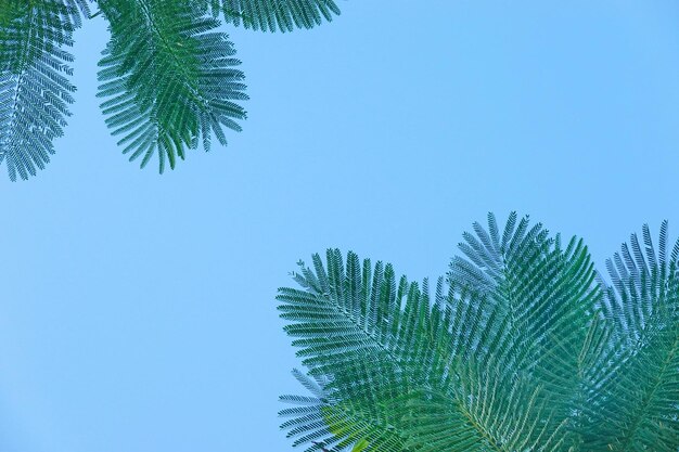 Vue à faible angle du palmier sur un ciel bleu clair