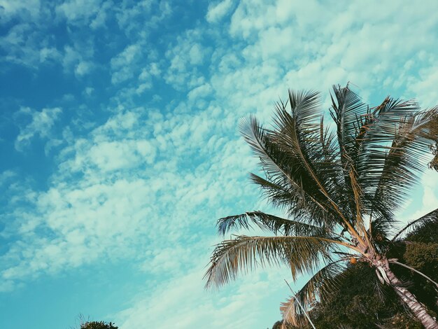 Photo vue à faible angle du palmier à noix de coco sur un ciel nuageux