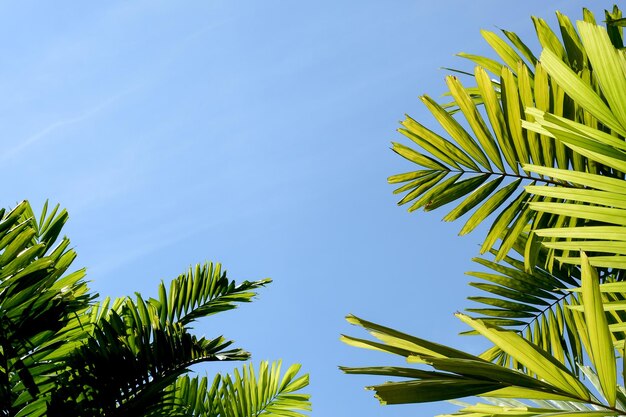 Vue à faible angle du palmier à noix de coco contre un ciel bleu clair