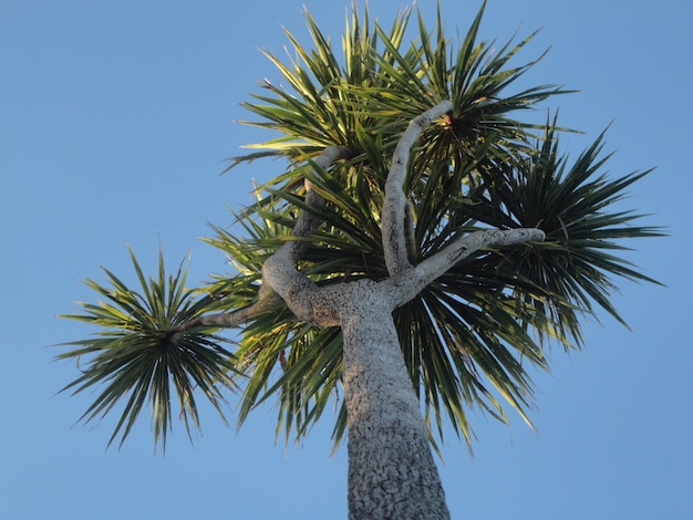 Photo vue à faible angle du palmier à noix de coco contre un ciel bleu clair