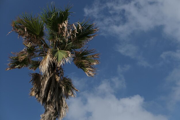 Vue à faible angle du palmier à noix de coco contre le ciel