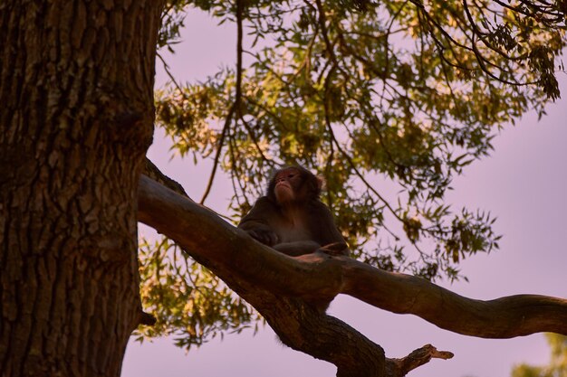 Photo vue à faible angle du singe assis sur le tronc d'un arbre