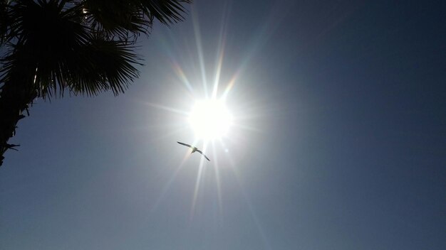 Photo vue à faible angle du soleil brillant sur l'oiseau