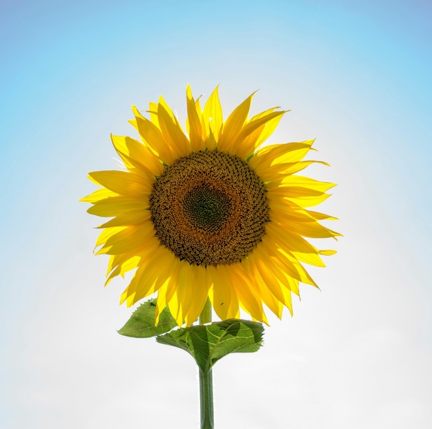Vue à faible angle du tournesol en fleur contre un ciel clair