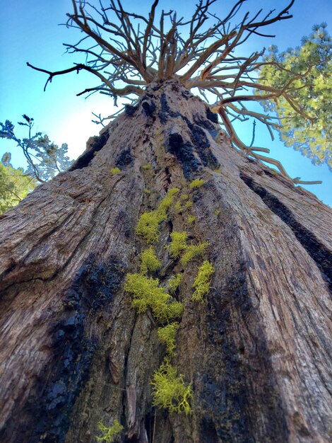 Photo vue à faible angle du tronc d'arbre dans la forêt