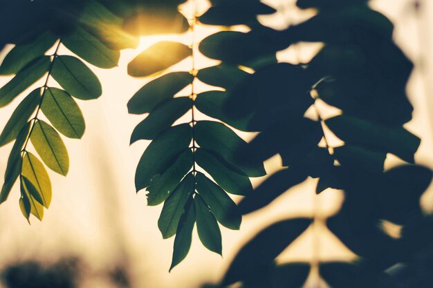 Photo vue à faible angle des feuilles accrochées à un arbre contre le ciel