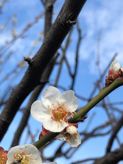 Vue à faible angle de la fleur de cerisier sur l'arbre