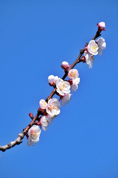 Photo vue à faible angle de la fleur de cerisier contre le ciel bleu