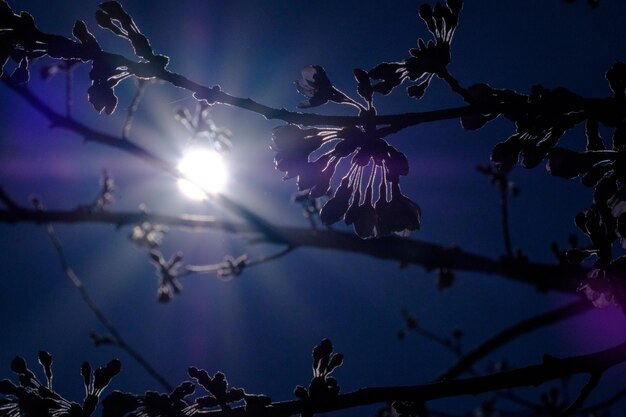 Photo vue à faible angle de la fleur de cerisier contre le ciel