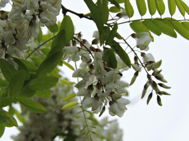 Photo vue à faible angle des fleurs blanches sur l'arbre