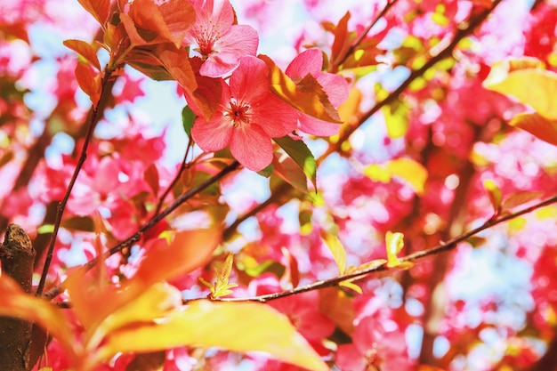 Photo vue à faible angle des fleurs de cerises roses sur l'arbre