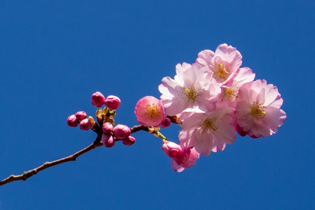 Vue à faible angle des fleurs de cerisier contre le ciel bleu