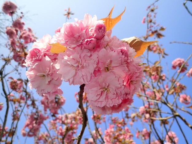 Photo vue à faible angle des fleurs de cerisier contre le ciel