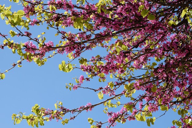 Photo vue à faible angle des fleurs de cerisier contre le ciel