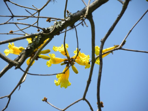 Vue à faible angle des fleurs sur un ciel bleu clair