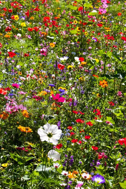 Vue à faible angle des fleurs du cosmos qui fleurissent sur le champ