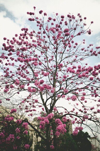 Photo vue à faible angle des fleurs roses qui fleurissent sur l'arbre