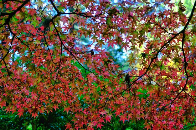 Photo vue à faible angle des fleurs rouges sur l'arbre