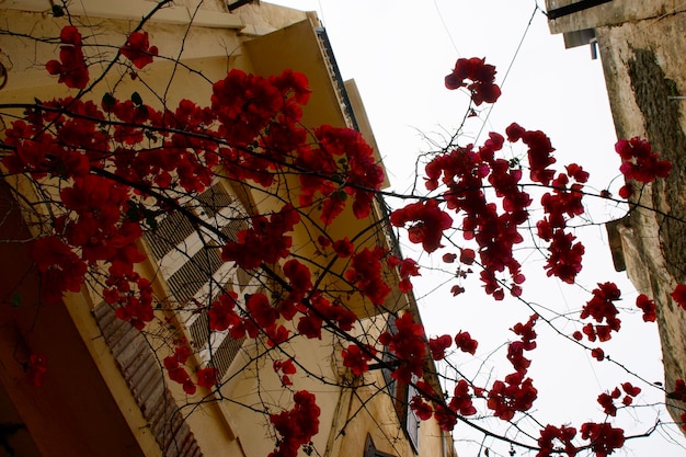 Vue à faible angle des fleurs rouges au milieu des bâtiments