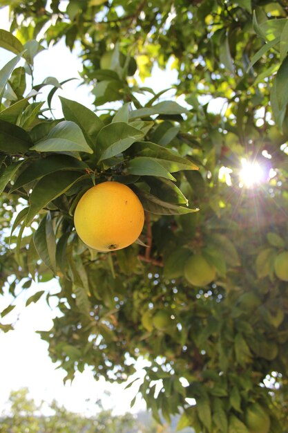 Photo vue à faible angle des fruits sur l'arbre contre le ciel