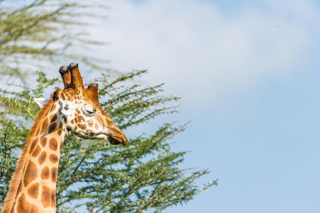 Photo vue à faible angle de la girafe et de l'arbre contre le ciel