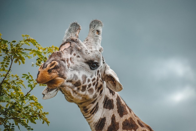 Vue à faible angle de la girafe mangeant de l'herbe contre le ciel