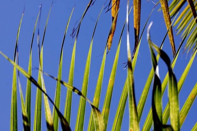 Photo vue à faible angle de l'herbe contre le ciel bleu