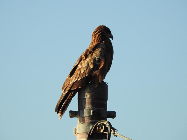 Photo vue à faible angle d'un hibou perché contre un ciel clair