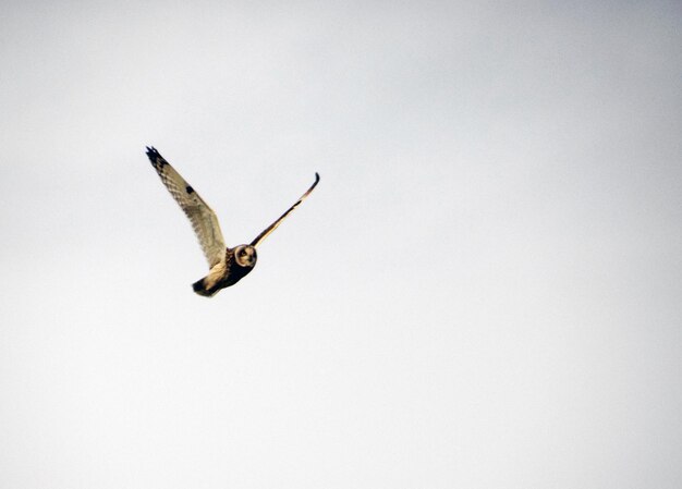 Photo vue à faible angle d'un hibou volant contre un ciel dégagé