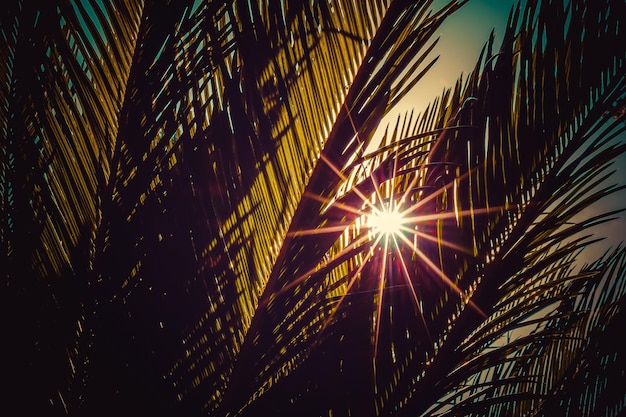 Photo vue à faible angle de la lumière du soleil qui traverse l'arbre