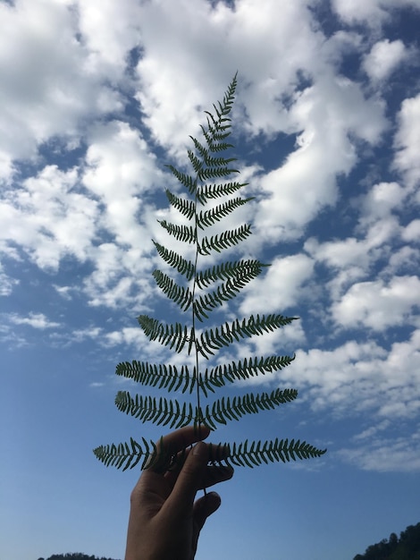 Photo vue à faible angle de la main tenant des feuilles contre le ciel