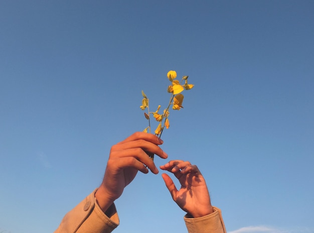 Vue à faible angle de mains de femmes tenant des fleurs contre un ciel bleu clair