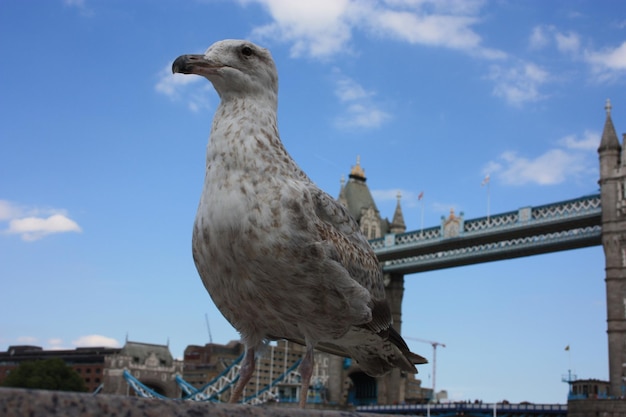 Photo vue à faible angle de la mouette perchée sur un pont.