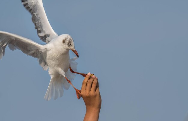 Photo vue à faible angle de la mouette volant contre un ciel dégagé