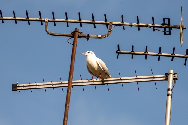 Vue à faible angle des mouettes perchées sur une antenne de télévision contre le ciel