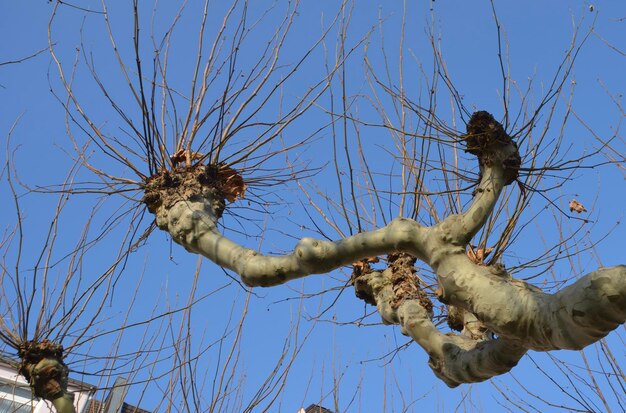 Photo vue à faible angle de l'oiseau sur la branche contre le ciel