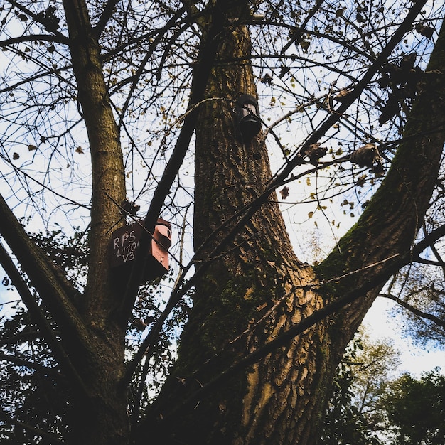 Photo vue à faible angle d'un oiseau perché sur un arbre contre le ciel