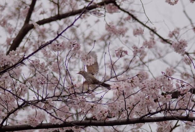Vue à faible angle d'un oiseau perché au milieu des fleurs de cerisier sur un arbre