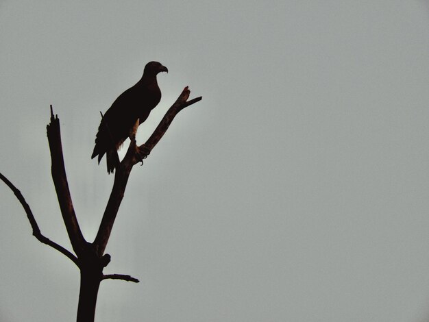 Photo vue à faible angle d'un oiseau perché sur une branche contre un ciel clair