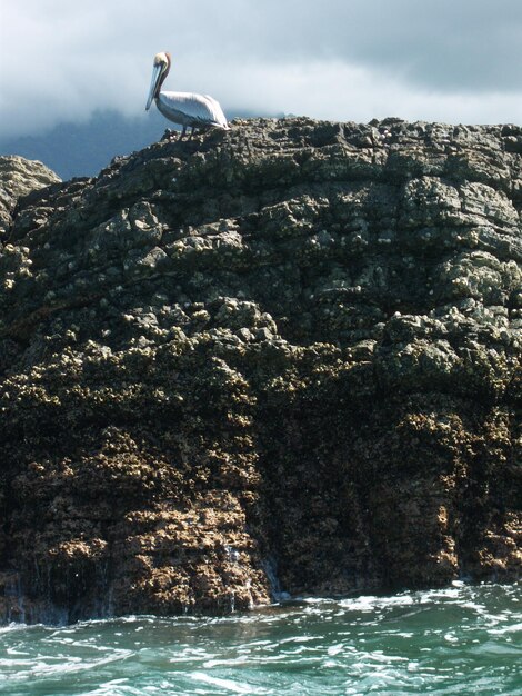 Photo vue à faible angle d'un oiseau perché sur un rocher par la mer contre le ciel