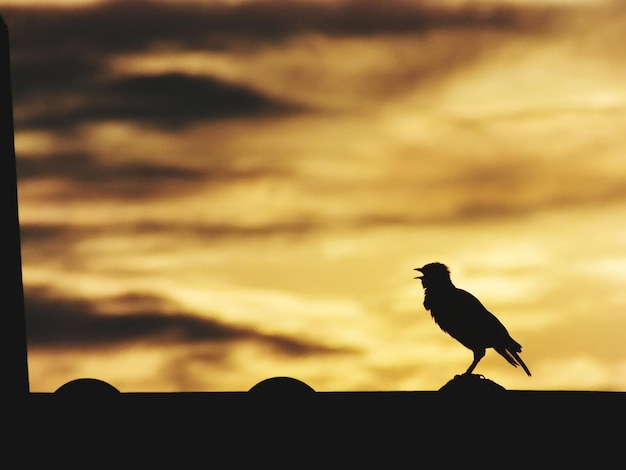 Photo vue à faible angle d'un oiseau perché sur un toit contre le ciel