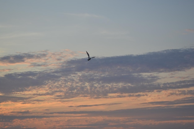 Vue à faible angle de l'oiseau silhouette volant contre le ciel